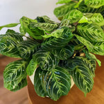 Lemon Lime Maranta Live Plant, 4-6'' Tall, Prayer Plant Live Indoor Plant, Maranta Plants, Rare Houseplant, Ready to Grow