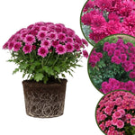 Chrysanthemum Plants Live 4 to 7 Inch Tall, Mums Live Plants, Vibrant Perennial Mum Plant for Planting in Garden (Purple)
