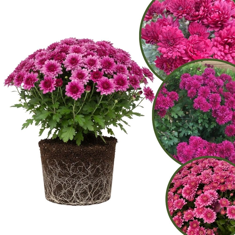 Chrysanthemum Plants Live 4 to 7 Inch Tall, Mums Live Plants, Vibrant Perennial Mum Plant for Planting in Garden (Purple)