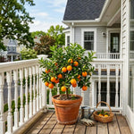 Orange Tree Live Plant, Early Season Orange Tree, Well Rooted, 1-2 Feet Tall, Sweet Citrus Trees for Containers, Pot and Outdoor Garden