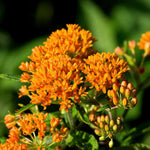 2 Orange Milkweed Plants Live Starter Size, 5-9" in Tall, Outdoor Planting, Spring Blooms, Cold Hardy, Perennial