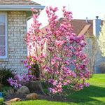 Set of 2 Magnolia Trees Live, 8-12 Inches Tall Cuttings Hardy Fragrant Flowering Magnolia Plants for Outdoor Garden (Jane Magnolia)