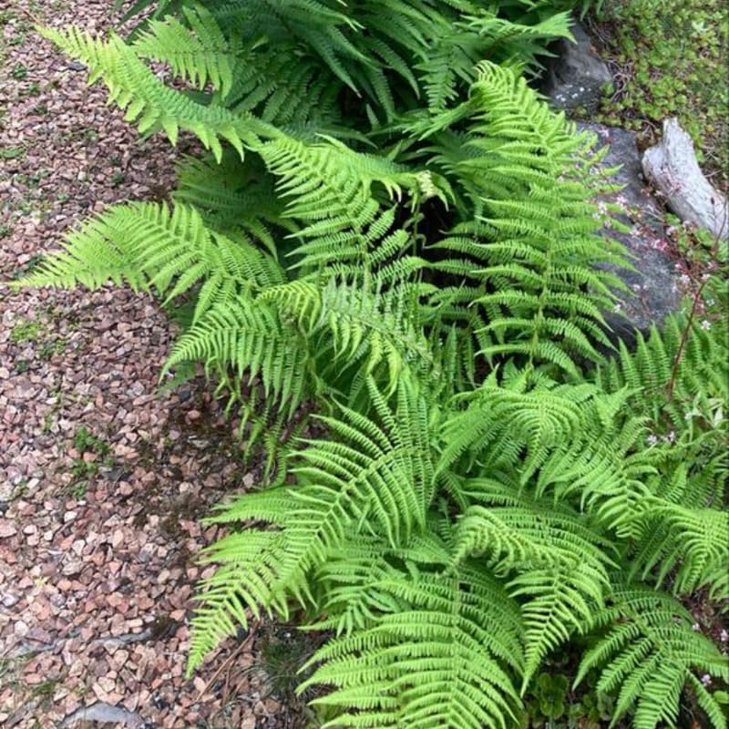 Pack of 30 Fern Bare Roots, Live Lady Fern Plants, 3 to 6 Inches Long, Fern Tree Live Plant for Garden, Fern Live Plants Outdoor Indoor, Live Fern Plants