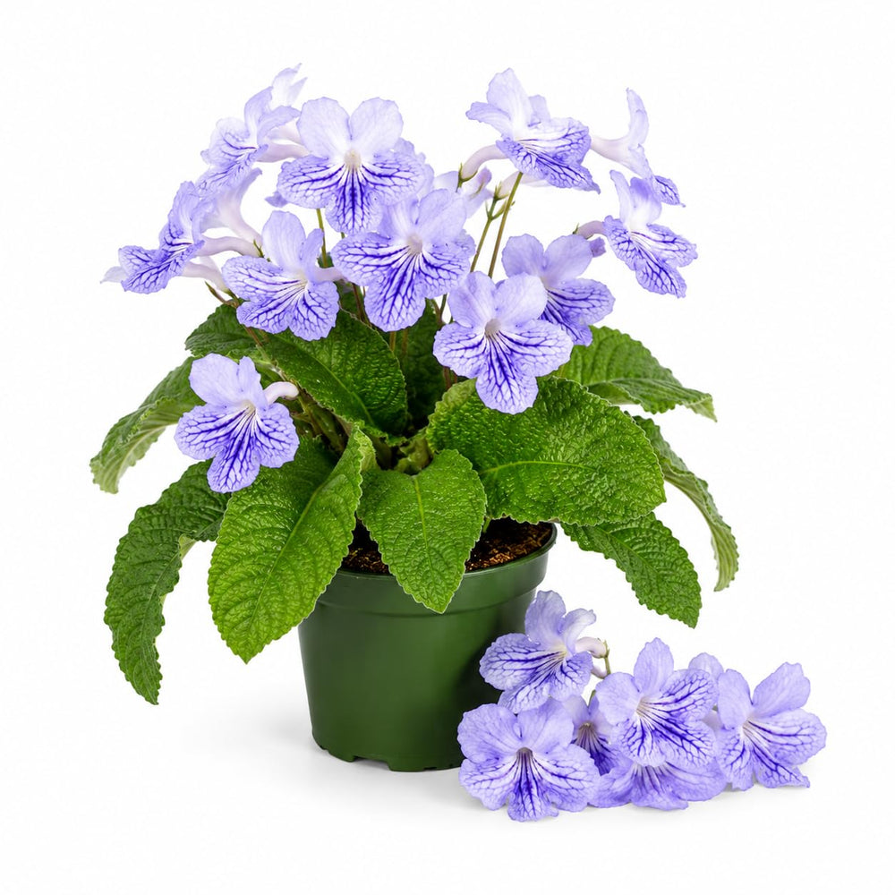 Blue Ice Streptocarpus Lady Slipper Plants in 3.25 Inch Pot, Live Flowering Houseplant for Patio, Containers and Indoor Gardening