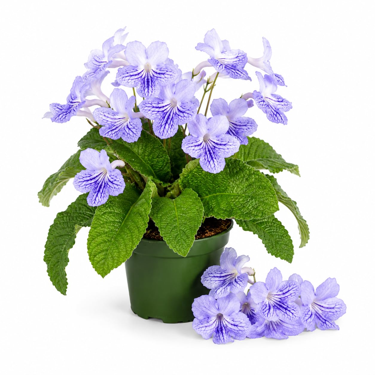 Blue Ice Streptocarpus Lady Slipper Plants in 3.25 Inch Pot, Live Flowering Houseplant for Patio, Containers and Indoor Gardening