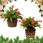 2 Red Christmas Cactus Plants, Thanksgiving Cactus 3-6 Inch Tall, Winter Succulents Flowers Container Hanging Basket Indoor Outdoor Planting
