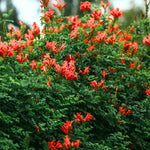 2 Red Cape Honeysuckle Plants Live for Planting, Fragrant, Easy to Grow, Perfect for Landscaping, No Pot, Ideal for Trellises Fences, Climbing or Bush, Rooted Cutting 8-12", Dormant No Leaf