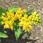 2 Butterfly Milkweed Plants Live, Asclepias Tuberosa Tropical Milkweed Flowers for Butterfly Garden, 4-9" Tall Perennials, No Pot Included (Yellow Milkweed)
