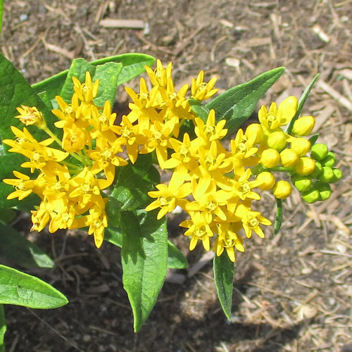 2 Butterfly Milkweed Plants Live, Asclepias Tuberosa Tropical Milkweed Flowers for Butterfly Garden, 4-9" Tall Perennials, No Pot Included (Yellow Milkweed)