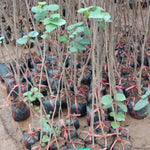 Eastern Red Bud Tree Live Plant, Spring PlantingRedbud Tree, Cold Hardy, Zones 4-9, American Redbud