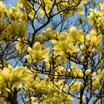Magnolia Tree Live Plant 12 to 18 Inch Tall, Fragrant Magnolia Plant Live, Magnolia Bush Live Plant in Gallon Pot (Yellow Bird Magnolia)