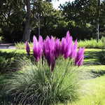 200 Purple Pampas Grass Seeds, Ornamental Grass Seeds for Planting, Perennial Pampas Grasses for Landscaping and Decoration