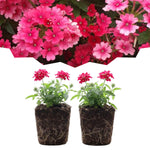 Set 2 Verbena Live Plants, Perennial Verbena Flowers, Long-Lasting, Hardy Flowering Plant for Planting (Pink)