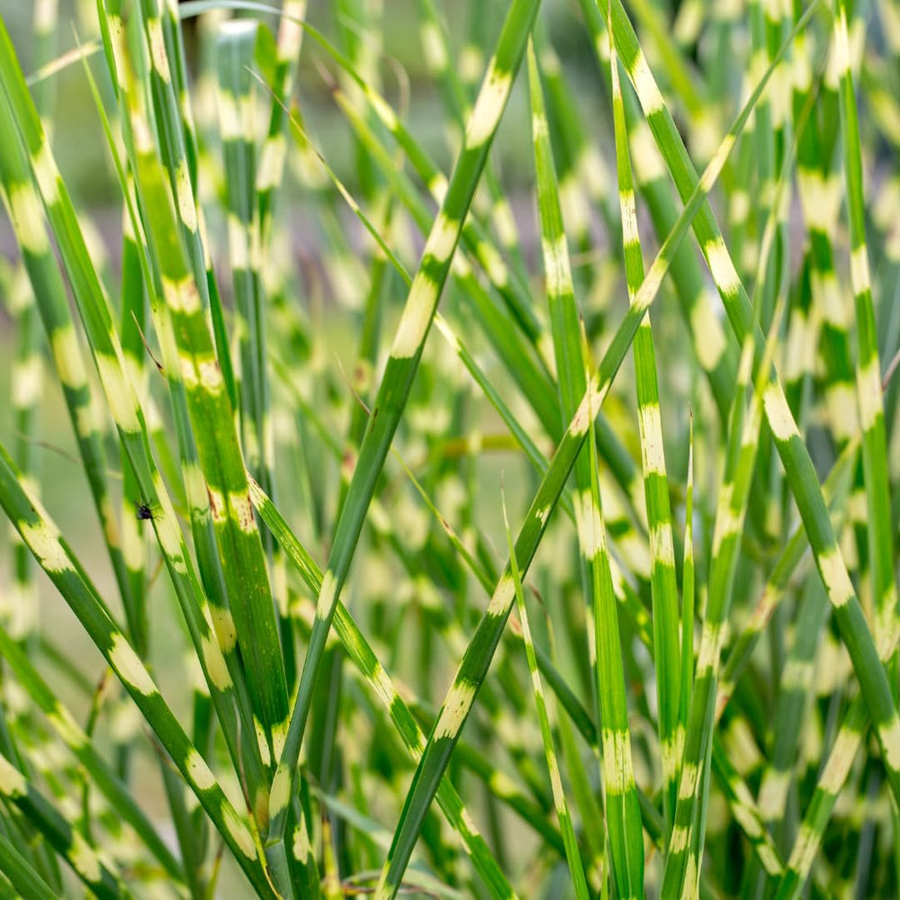 2 Zebra Grass Plants Live for Spring Planting, Size 5-9" in Tall, Oranamental Grass for Outdoor Indoor