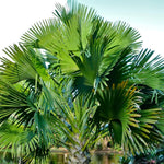 Palm Tree Live Plant, Fully Rooted in 3 Gallon Pot, Rare Tropical Plant Live for Indoor or Outdoor Growing