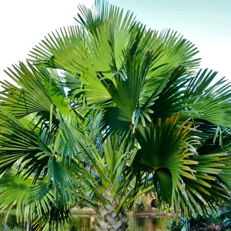 Palm Tree Live Plant, Fully Rooted in 3 Gallon Pot, Rare Tropical Plant Live for Indoor or Outdoor Growing