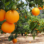 Early Season Orange Plant Live, Orange Fruit Citrus Tree Plant in Gallon Pot, 2-3 Ft Tall, Sweet Citrus Tree for Garden or Contaniers