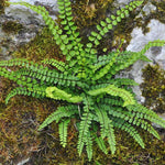 20 Maidenhair Fern Rhizomes for Planting, Fern Live Plants from 4 to 6 Inc Tall