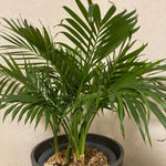 Live Palm Tree Plant in 3 Gallon Pot, No CA, Large Fully Rooted Size, Ready to Plant for Home Décor Indoor Outdoor Landscape, Rare Palm Trees, Green Palm