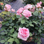 Rose Live Plant, Roses Flower Plant, Fragrant Flower for Planting, 4-6 Inches Tall, Bush Shrub Plants, Well Rooted, Ready to Grow (Orange Rose)