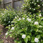 Maid of Orleans Jasmine Plant Live 4-7 Inches Tall, Fragrant Flowering Vine for Garden, Patio Containers and Indoor Growing