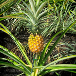 Gold Pineapple Plants Live, Fragrant Pineapple Tree, Edible and Fruit Bearing for Gardens and Patios, 4 to 6 Inches Height