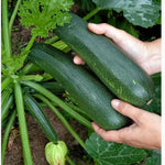 2 Green Zucchini Plants Live, 4 Inc Potted, Fast Growing Squash Vegetable Garden Plants