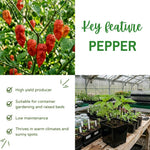 Hot Pepper Plant Live for Planting, Pepper Plant in 4 Inc Pot, 4-6 Inc Tall, Well Rooted, Hot Peppers Starter Plant for Indoor Outdoor Growing, 2 Plants in Pot