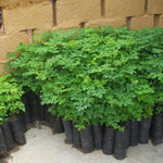 Moringa Tree in 4" Pot, Moringa Live Plants, 6-10'' Tall, Oleifera Drumstick Horseradish Ready to Grow Outdoor, No CA, Full Sun