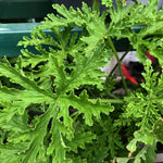 Set of 2 Live Citronella Plant, Citronella Herb in 4 Inch Pots for Indoor or Outdoor Planting