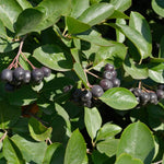 Black Aronia Chokeberry Live Plant, Cold Hardy Aronia Bush, 1-2 Ft Tall