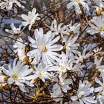 Magnolia Tree Live Plant 6-12 Inch Height, Fragrant Magnolia Plant Live to Grow, Magnolia Bush Flowers (Star Magnolia)