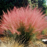 2 Pink Muhly Grass Plants Live for Spring Planting, Size 5-9" in Tall, Oranamental Grass for Outdoor Indoor