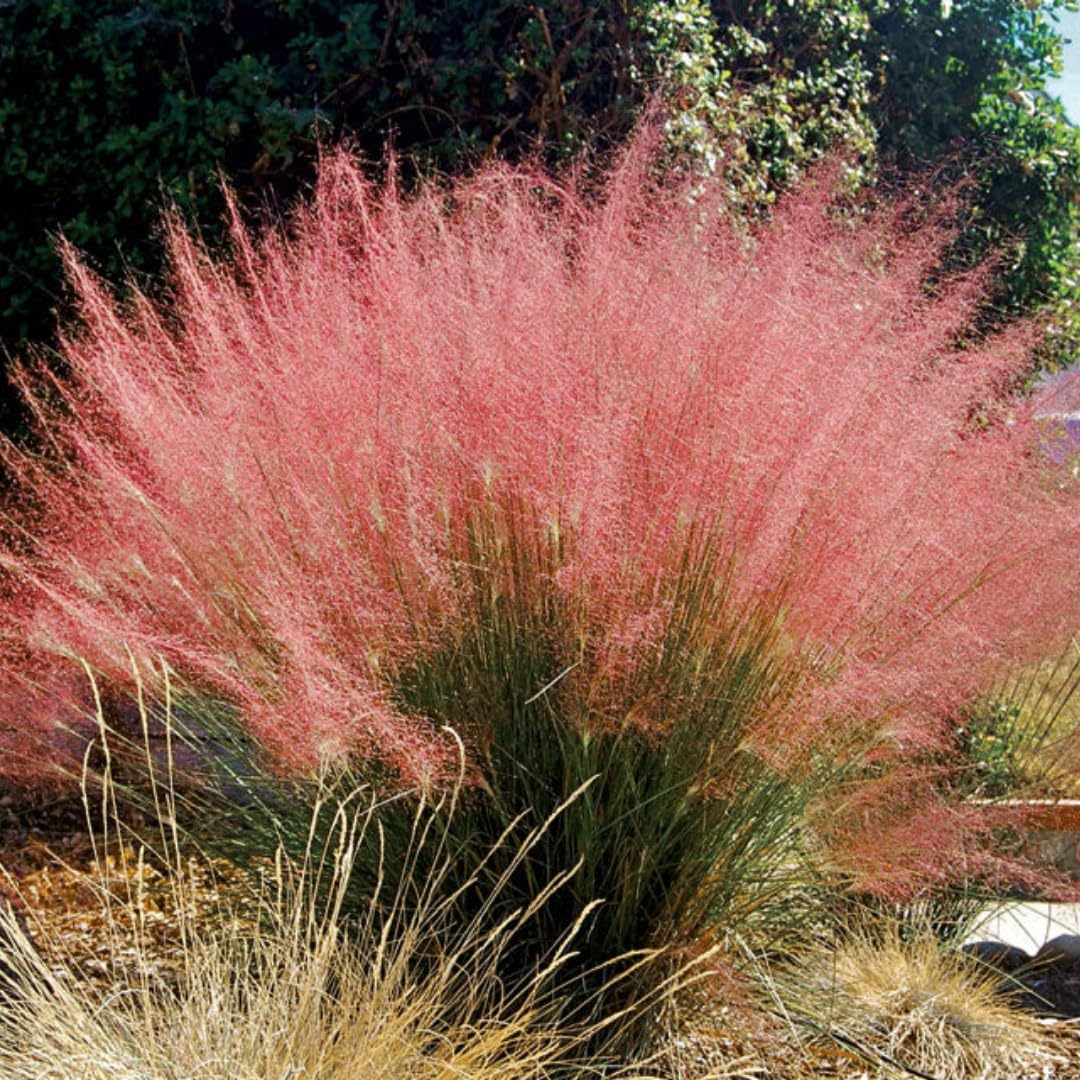 2 Pink Muhly Grass Plants Live for Spring Planting, Size 5-9" in Tall, Oranamental Grass for Outdoor Indoor
