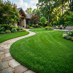 Set of 20000 Zoysia Grass Seeds, Zoysia Grass Seeds for Lawn, Low Maintenance Lawns in Home Yards and Garden