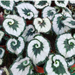 3 Packs Silver Green Begonia Angel Wing Maculata Live Plants, 5-9 Inch Tall, Indoor Outdoor Polka Dot Begonia