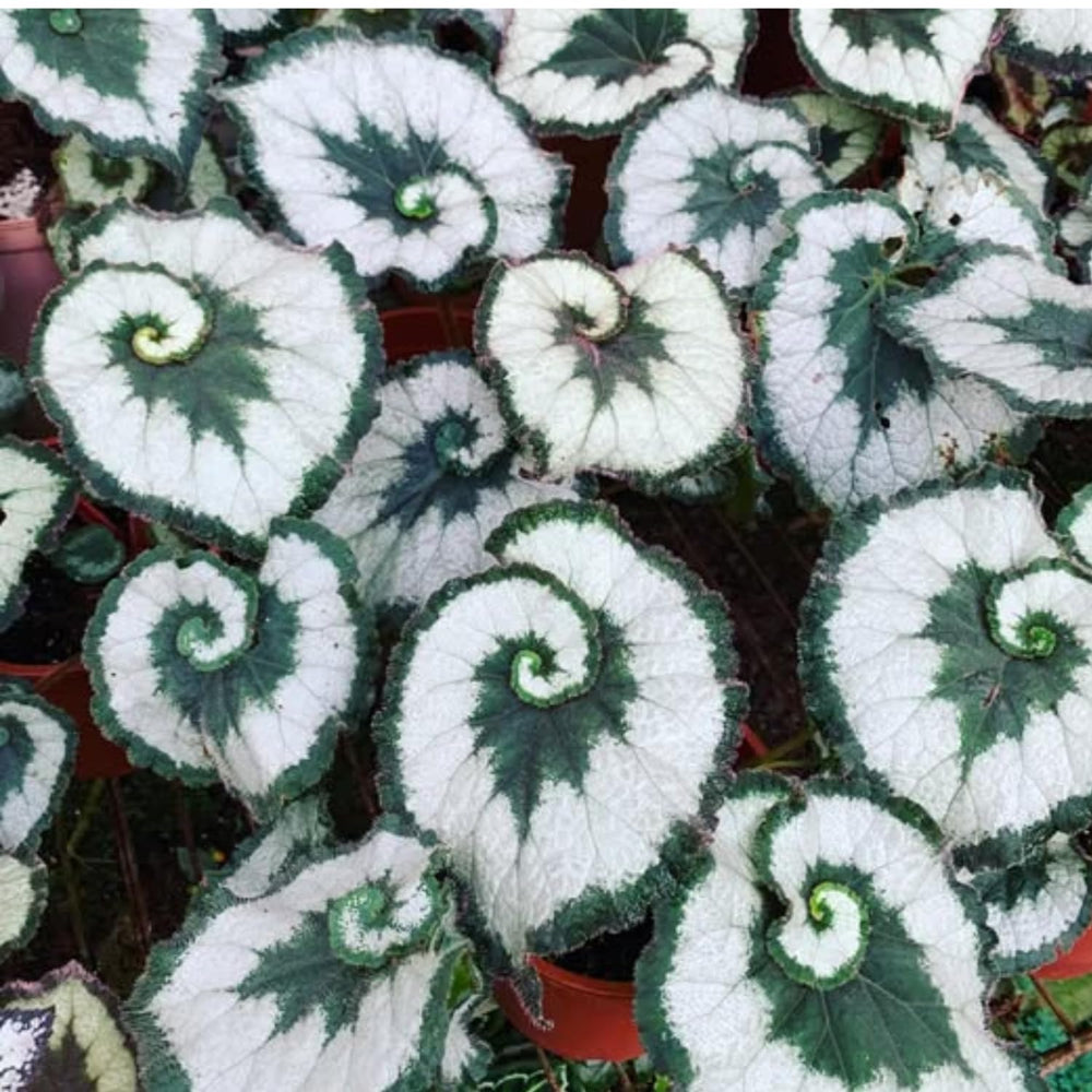 3 Packs Silver Green Begonia Angel Wing Maculata Live Plants, 5-9 Inch Tall, Indoor Outdoor Polka Dot Begonia