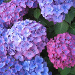 Hydrangea Plant Live Tree, Blue to Pink Color Bloom, 5-10" Well-Rooted Hydrangea Shrub Bush for House Planting Outdoor, Dormant