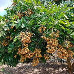 Live Longan Tree Plant, Sweet Longan Fruit Tree Starter for Home Garden, 5-8 Inch Tall