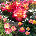 Rose Live Plant, Roses Flower Plant, Fragrant Flower for Planting, 4-6 Inches Tall, Bush Shrub Plants, Well Rooted, Ready to Grow (Orange Rose)