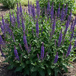 3 Dark Purple Salvia Sage Plants 4–7" Tall, Perennial Live Flowering Garden Plants for Outdoor Growing, Vibrant Salvia Plant Starter