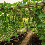 Loofah Sponge Gourds Live Plant for Planting, Luffa Plant from 4 to 6 Inches Height, 2 Plants in Pot, Climbing Annual Vine, Ready for Planting