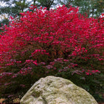 Dwaft Burning Bush Shrub Live Plant, 2.5 Inc Potted, Live Bushes and Shrubs Outdoor