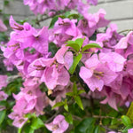 2 Bougainvillea Live Plants, Tropical Bougainvillea Flowering Vine, Fast Growing Outdoor and Container Plant, 4-8'' Tall (Lilac Purple Blooms)