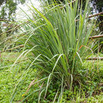 10 Live Lemon Grass Plants for Outside, Lemongrass Plants Live, No Pot, Well Rooted, Trim Back, Fresh Fragrant Lemon Grass Stalks Plants for Outside Live