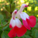 3 Hot Lip Salvia Sage Plants 4–7" Tall, Perennial Live Flowering Garden Plants for Outdoor Growing, Vibrant Salvia Plant Starter