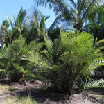 Palm Tree Live Plant Indoor Outdoor, Rare Succulent Palm Houseplant for Indoor or Outdoor Growing, 1 Gallon Pot, Dwarf