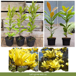 Magnolia Tree Live Plant 6 to 12 Inch Height, Fragrant Magnolia Plant Live to Grow, Magnolia Bush Flowers (Yellow Magnolia)