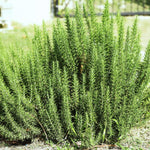 Set 3 Rosemary Plants Live, Blue Rosemary Live Herbs, 4-6 Inch Tall Well Rooted Plants