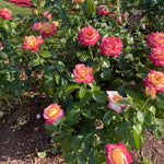 Rose Live Plant, Roses Flower Plant, Fragrant Flower for Planting, 4-6 Inches Tall, Bush Shrub Plants, Well Rooted, Ready to Grow (Orange Rose)
